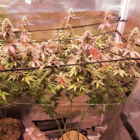 Vanilla Sunbreath s1 growlog timeline photo
