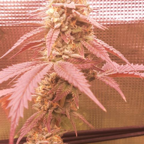 Vanilla Sunbreath s1 growlog timeline photo