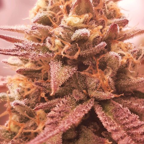 Vanilla Sunbreath s1 growlog timeline photo
