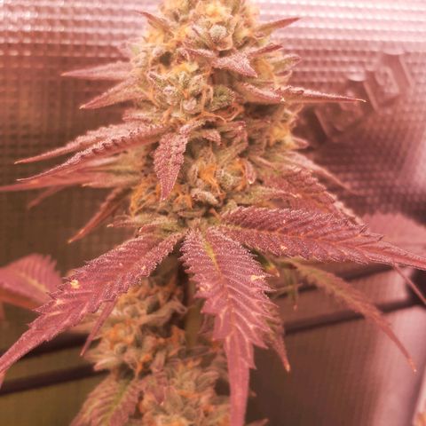 Vanilla Sunbreath s1 growlog timeline photo