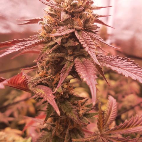 Vanilla Sunbreath s1 growlog timeline photo