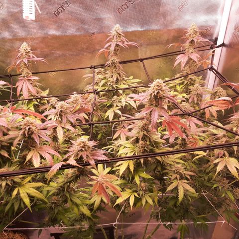 Vanilla Sunbreath s1 growlog timeline photo