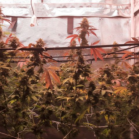 Vanilla Sunbreath s1 growlog timeline photo