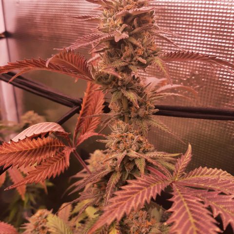 Vanilla Sunbreath s1 growlog timeline photo
