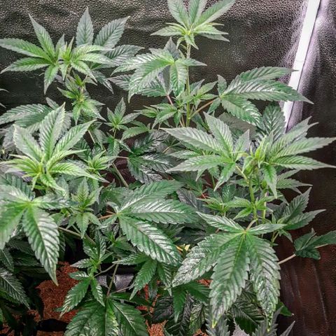 Orange an Berriez growlog timeline photo