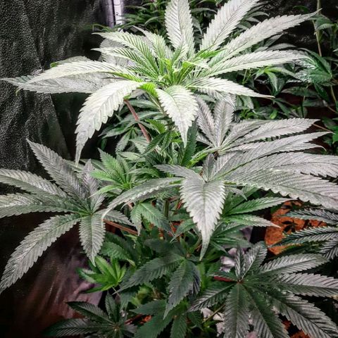 Star Buttah growlog timeline photo
