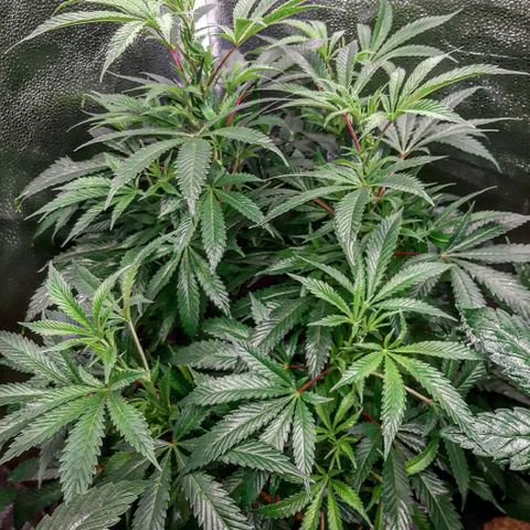 Unicorn Gelatin growlog timeline photo