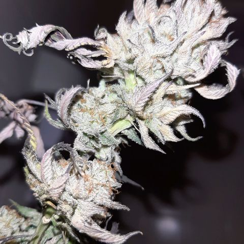 Cemented Banana Trufflez growlog timeline photo