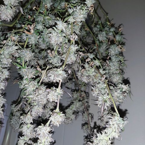 Cemented Banana Trufflez growlog timeline photo