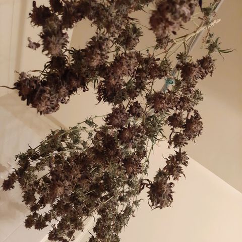 Cemented Banana Trufflez growlog timeline photo