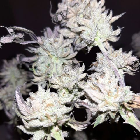 Cemented Banana Trufflez growlog timeline photo