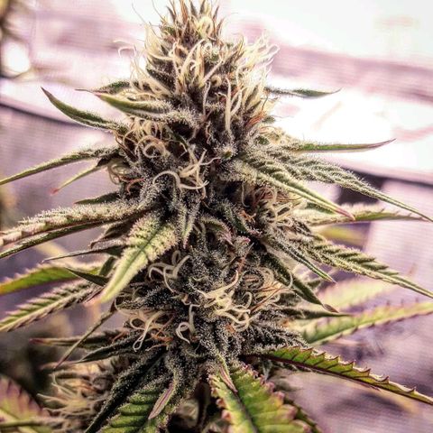 Pennywise growlog timeline photo