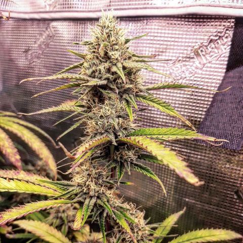 Pennywise growlog timeline photo
