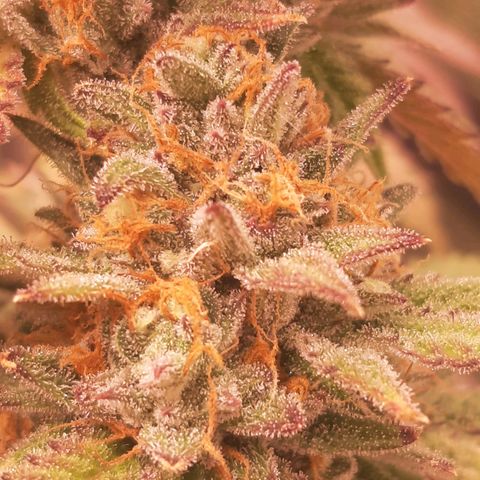 Vanilla Sunbreath s1 growlog timeline photo