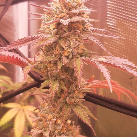 Vanilla Sunbreath s1 growlog timeline photo