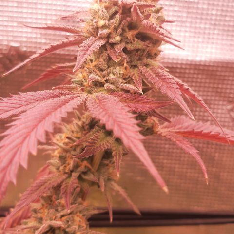 Vanilla Sunbreath s1 growlog timeline photo