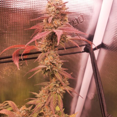 Vanilla Sunbreath s1 growlog timeline photo