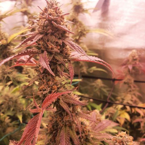 Vanilla Sunbreath s1 growlog timeline photo