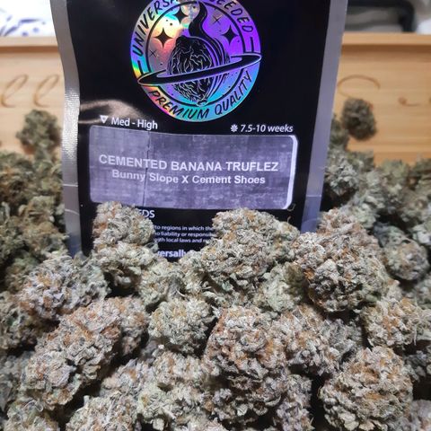 Cemented Banana Trufflez growlog timeline photo