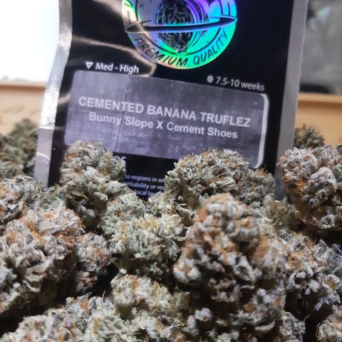 Cemented Banana Trufflez growlog timeline photo