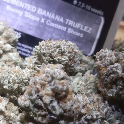 Cemented Banana Trufflez growlog timeline photo