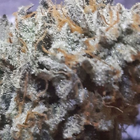 Cemented Banana Trufflez growlog timeline photo