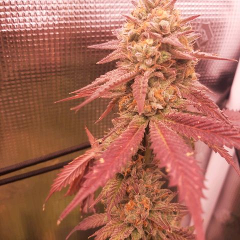 Vanilla Sunbreath s1 growlog timeline photo