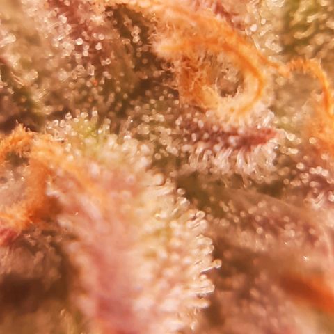 Vanilla Sunbreath s1 growlog timeline photo