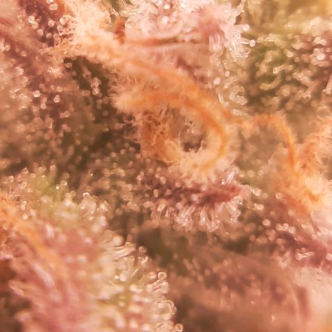Vanilla Sunbreath s1 growlog timeline photo