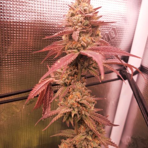 Vanilla Sunbreath s1 growlog timeline photo