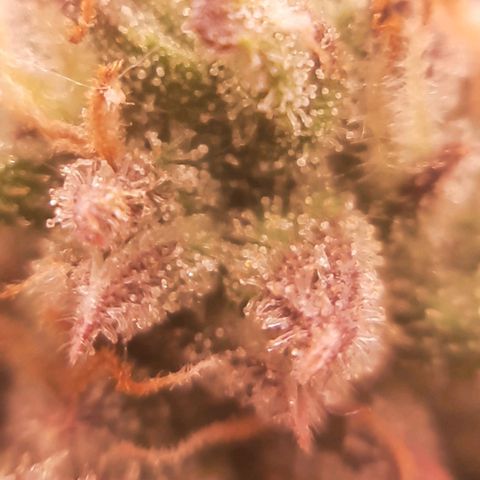 Vanilla Sunbreath s1 growlog timeline photo