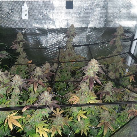 Vanilla Sunbreath s1 growlog timeline photo