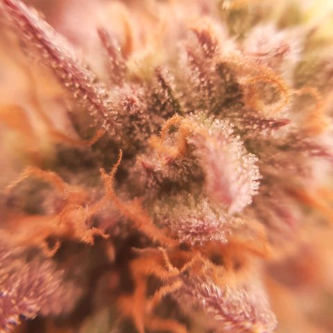 Vanilla Sunbreath s1 growlog timeline photo