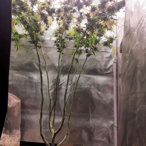 Vanilla Sunbreath s1 growlog timeline photo