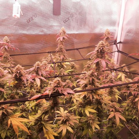 Vanilla Sunbreath s1 growlog timeline photo