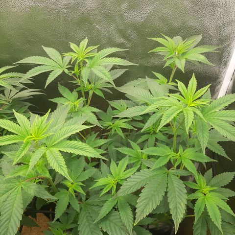 Orange an Berriez growlog timeline photo