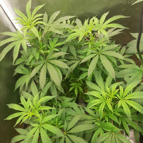 Unicorn Gelatin growlog timeline photo