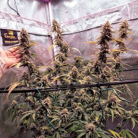 Pennywise growlog timeline photo
