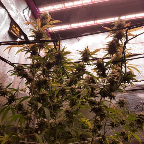 Pennywise growlog timeline photo