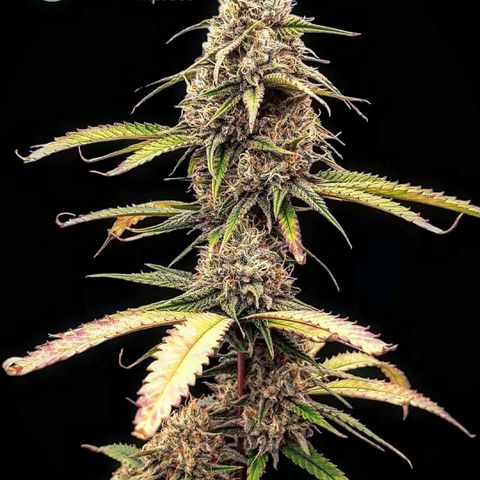 Pennywise growlog timeline photo