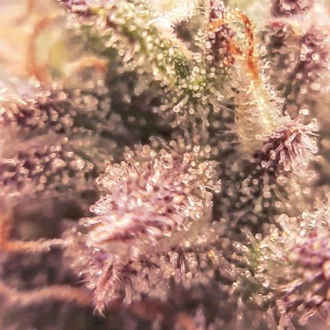Vanilla Sunbreath s1 growlog timeline photo