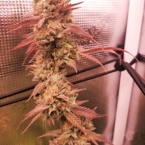 Vanilla Sunbreath s1 growlog timeline photo