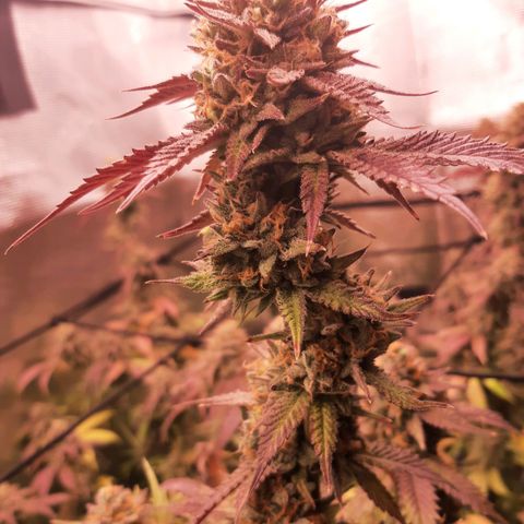 Vanilla Sunbreath s1 growlog timeline photo