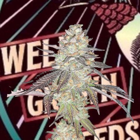 Vanilla Sunbreath s1 growlog timeline photo