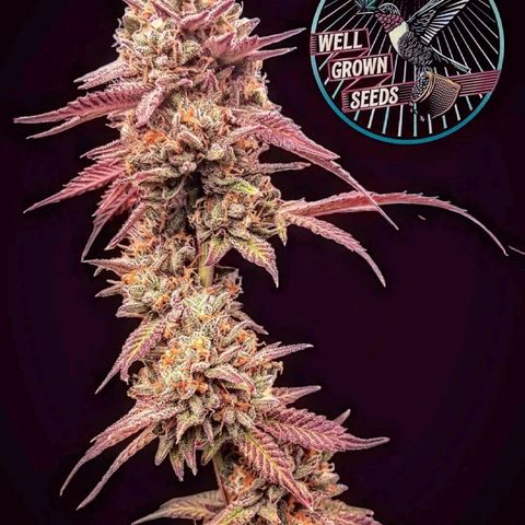Vanilla Sunbreath s1 growlog timeline photo