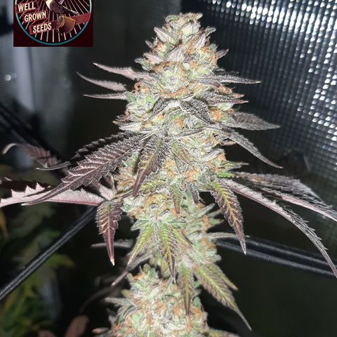 Vanilla Sunbreath s1 growlog timeline photo