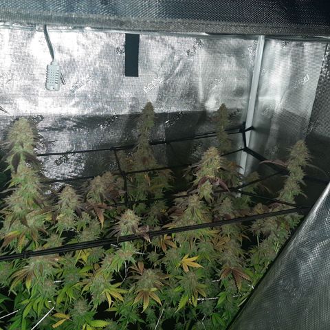 Vanilla Sunbreath s1 growlog timeline photo