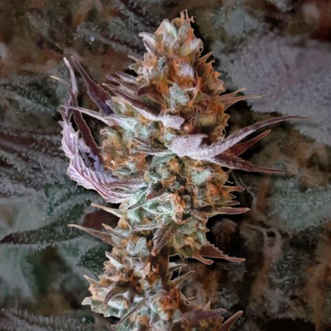 Vanilla Sunbreath s1 growlog timeline photo