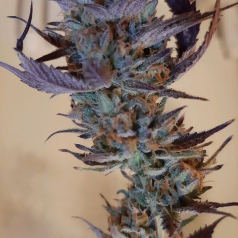 Vanilla Sunbreath s1 growlog timeline photo