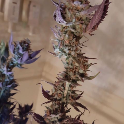 Vanilla Sunbreath s1 growlog timeline photo